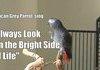 African Grey Parrot sing