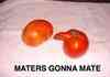 Maters gonna mate