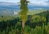 Hyperion, the world's tallest tree at 379.7 feet (115.61 meters)
