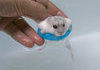 Hamster going swimming.