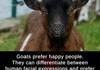 happy goat