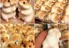 Hamster bread