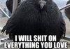 What Pigeons Think About You