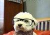 Hipster Dawg