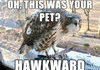 How Hawkward