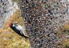 Here's an Acorn Woodpecker admiring his stash in a granary tree