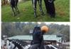 Halloween Costume For Horses