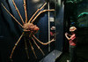 These are Japanese Spider Crabs