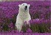 High polar bear!
