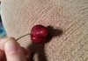 Male cherry