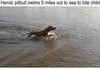 Heroic pitbull swims 5 miles out to sea to bite child