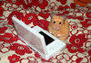 hamster with nintendo ds