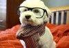 Hipster dog (single one)