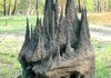 huge termite nest