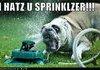 Hey sprinkler F ck you