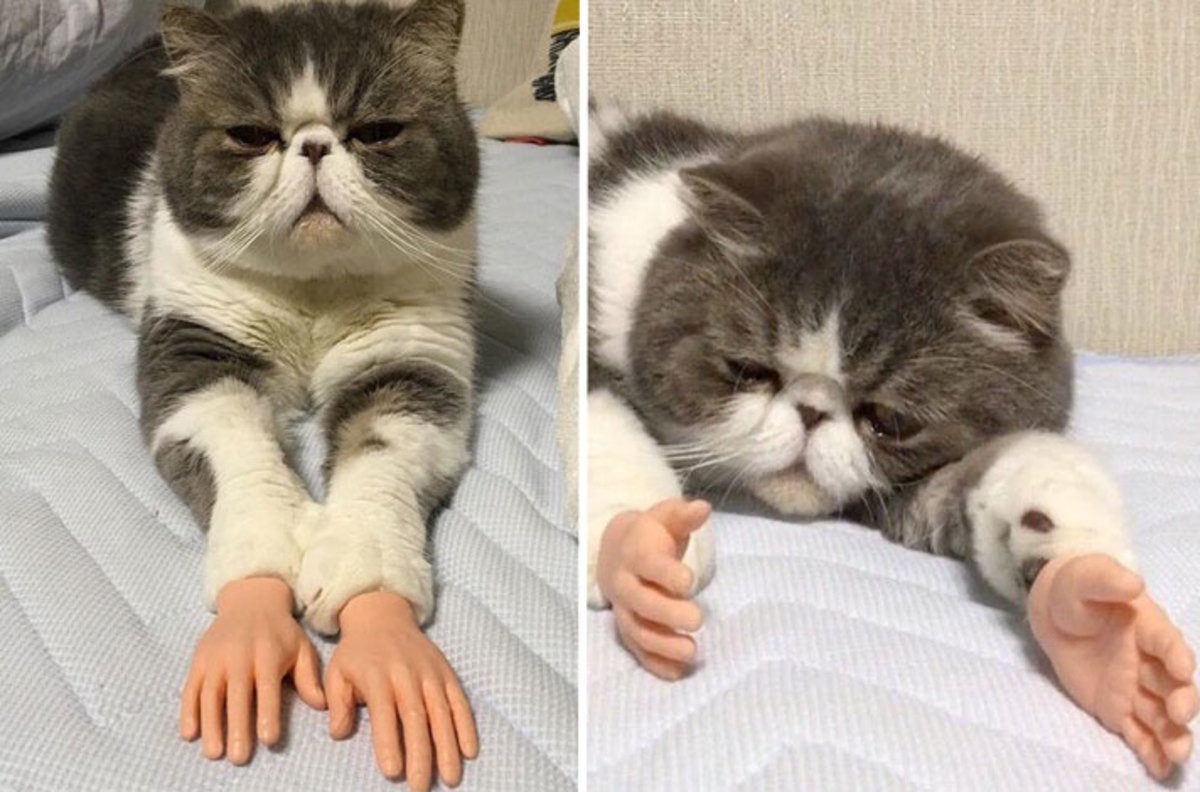 human with cat hands