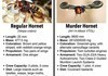 Hornet Differences