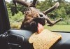 Hungry Moose like to get the bread