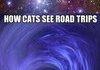 How dogs and cats see road trips