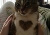 Hello Kitty - Cat with heart