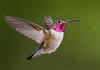 Hummingbird comp