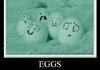 Human Eggs