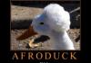 Afro Duck