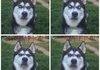 Husky's Owner Pretended to Throw Ball