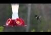 Hummingbird at one fourth speed
