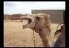 metal camel \,,/,
