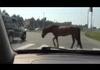 Horse uses a Zebra crossing.