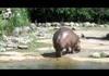 Hippo USE﻿ TAIL WHIP