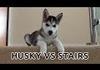 Husky vs. Stairs