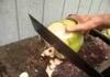 How to open a coconut, the right way
