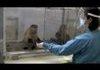 hilarious experiment on monkeys
