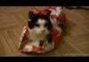 How to Wrap a Cat