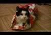 How to wrap a Cat for christmas.