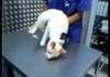 How a vet calms a cat