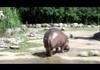 Hippo Fart