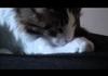 Hey: A montage of my kitten. Watch it!