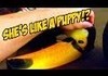 How to Tell When a Toucan Wants To Be Pet!