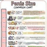 Penis Size Comparison